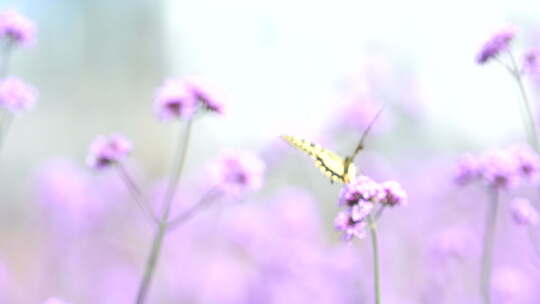 薰衣草 花海