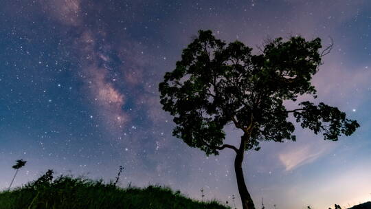 广东江门浪漫的大树与银河视频素材模板下载
