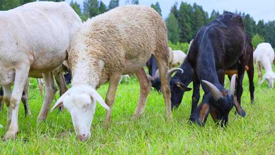 牧场里草地上吃草的羊群乡村农庄特写