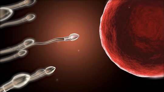 人卵细胞的受精