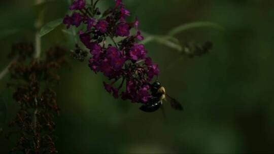 蜜蜂以慢动作为花朵授粉