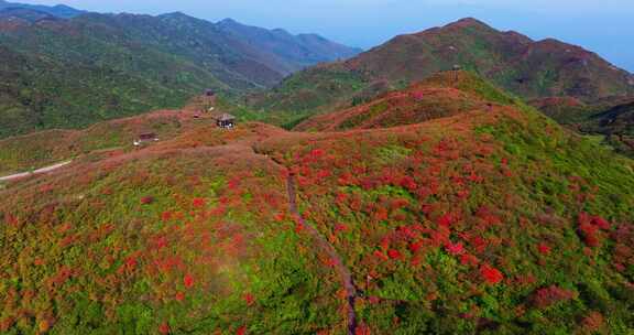 长沙浏阳大围山森林公园杜鹃花海航拍