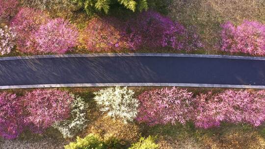 杭州西溪湿地春天公园小路 航拍梅花美景