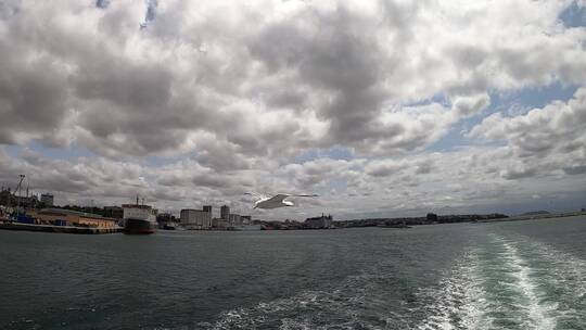 海鸥在海湾上飞翔