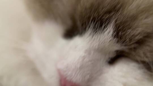 猫咪鼻子爪子微距特写视频素材模板下载
