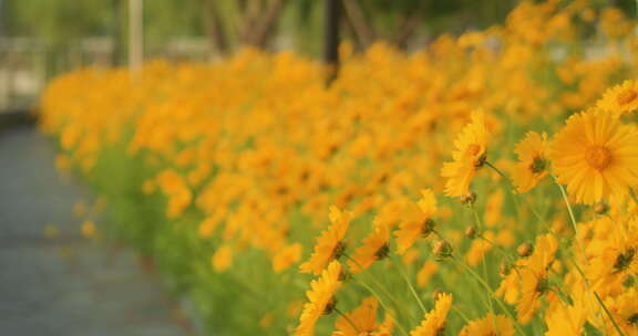 夏日阳光穿透花草手拂花朵