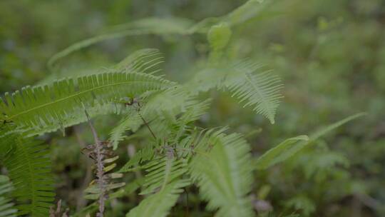 广东农村大山野草芒箕骨