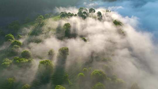 航拍云雾缭绕的茶山