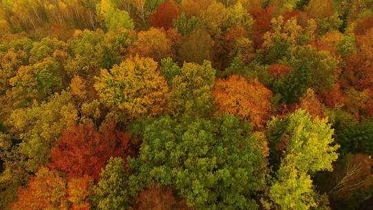 航拍秋天的森林视频素材模板下载