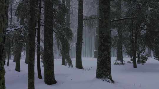 冬季森林下雪落雪雪花积雪