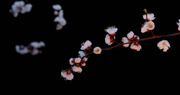 黑背景下盛开的杏花树枝特写