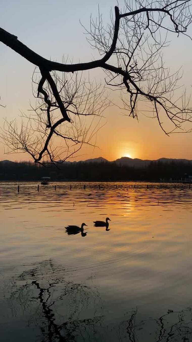 杭州西湖夕阳下双鸭游弋空镜-带环境音