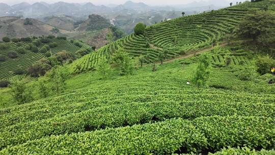 茶叶茶园茶场航拍