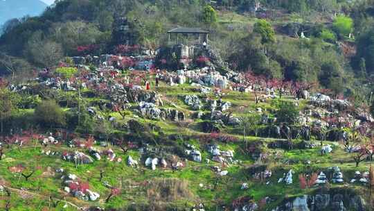 桃花树桃花林桃花山