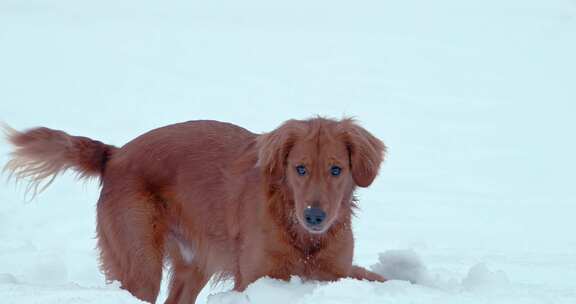 狗，金毛猎犬，玩耍，雪