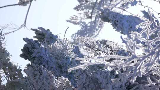 四川眉山瓦屋山景区树枝上覆盖冰雪的雪景