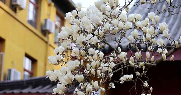 杭州法喜寺500年白玉兰盛放