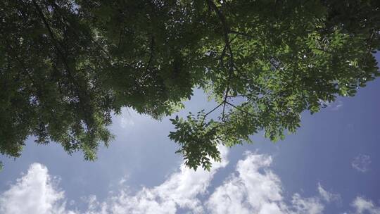 俯拍绿树蓝天白云空境