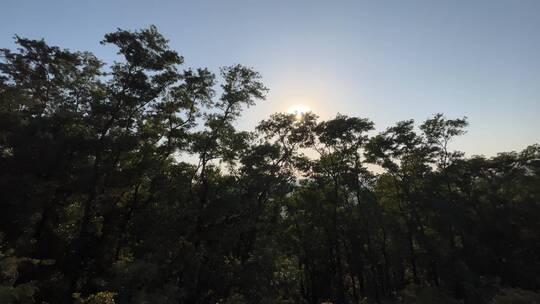 夕阳下的逆光下随风摇曳的花草和树叶