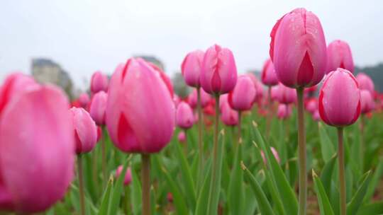 粉色郁金香花海特写