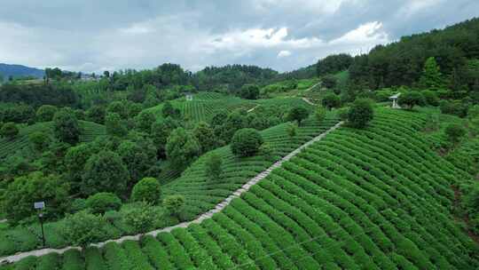 航拍贵州高山茶园