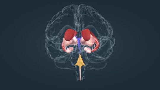医学动画人体器官大脑中枢神经全息三维动画