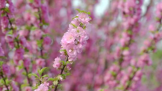 桃花树枝开花