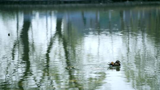 春天在湖水里游弋野生鸳鸯