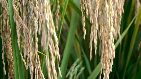 农业稻田水稻大米谷物种植粮食