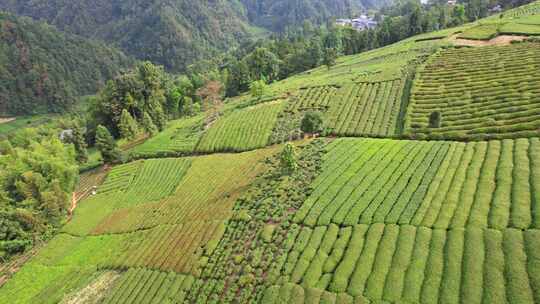 茶园茶叶茶茶山绿茶农业茶海采茶茶文化航拍