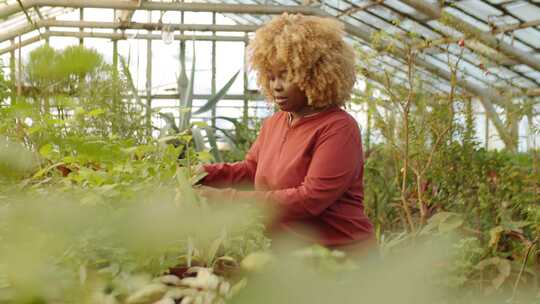 女人，浇水，植物，灌溉