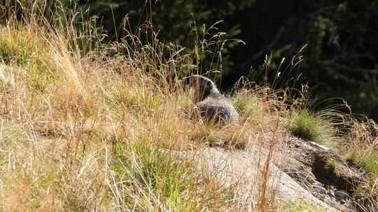 Rock Hyrax，岩石，草，瑞士