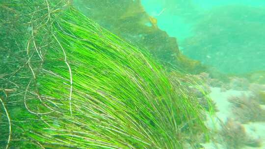 水下海洋生物的镜头