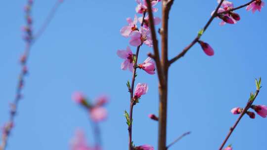 春季桃花盛开