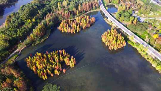 成都白鹭湾湿地公园秋季水杉红叶绿道航拍