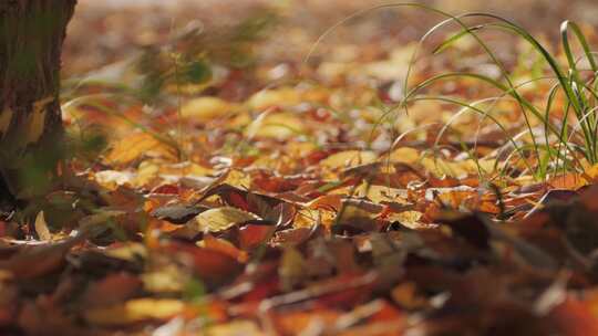 秋天落叶空镜头视频素材模板下载