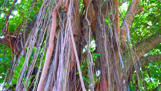 西双版纳傣族自治州热带雨林榕树下垂的树须视频素材模板下载