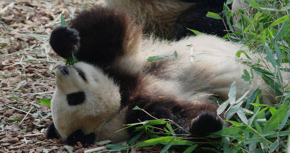 躺着吃竹叶的国宝大熊猫特写