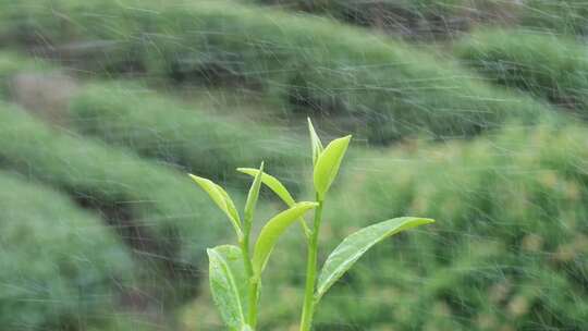 雨中嫩绿茶苗的清新自然景象