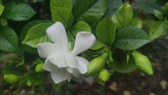 栀子花鲜花花朵盛开实拍