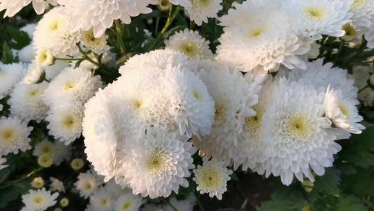 白色菊花花朵