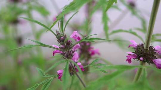 中药益母草益母蒿坤草茺蔚种植生长