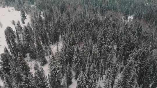 特写雾凇过后的森林大学覆盖白雪视频素材模板下载