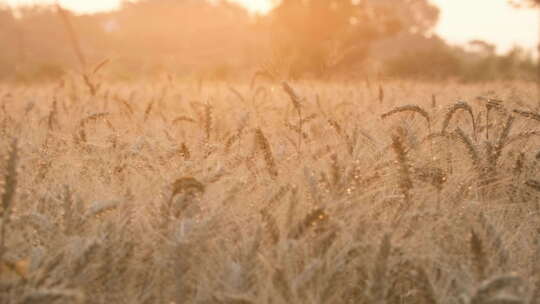 农村田野小麦粮食成熟丰收夕阳