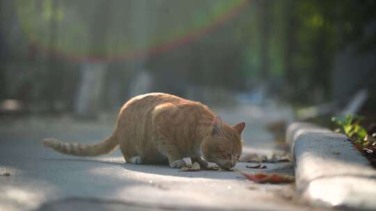 流浪猫橘猫路边吃猫粮逆光唯美