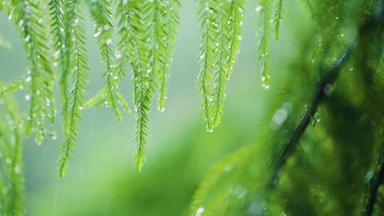 雨水 雨季 下雨