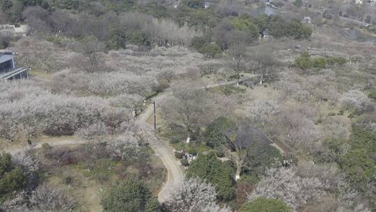 超山梅花航拍