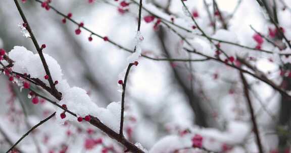 冬季下雪红梅花盛开红梅傲雪