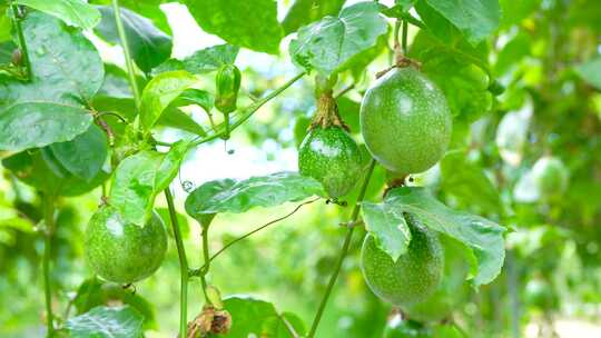 百香果种植基地