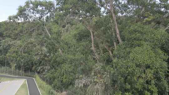 哥伦比亚的河流和树木1